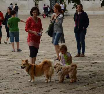 Greta petting random dogs in Campo San Polo
